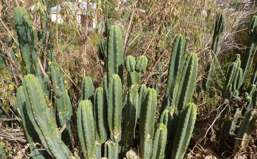 Il mio giardino si trova nel mondo