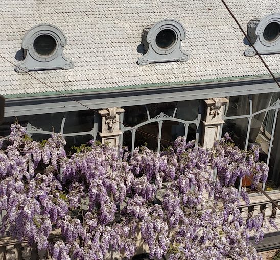 Il glicine della casa all’incrocio